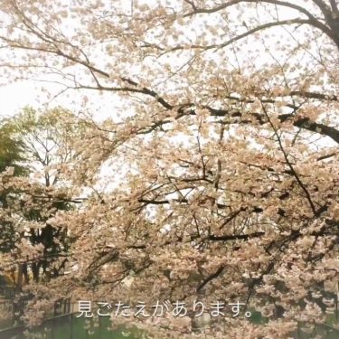 井野団地の100本桜　満開中！