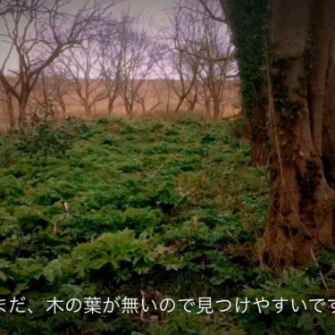 初春のオニグルミの森の野鳥たち