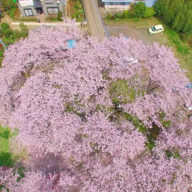 【ドローン 4K】茨城県取手市井野台サクラ公園