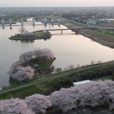 さくら荘の桜は、満開です