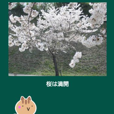 取手の桜は、ほどよく咲いているのが良いです