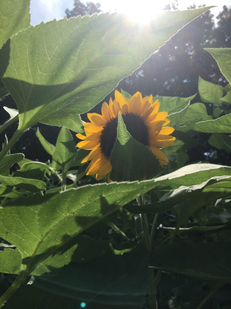 見ているだけで元気になるひまわり – ほどよく絶妙とりで