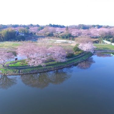 Drone　4K　茨城県取手市　さくら荘　水神岬　5分咲き