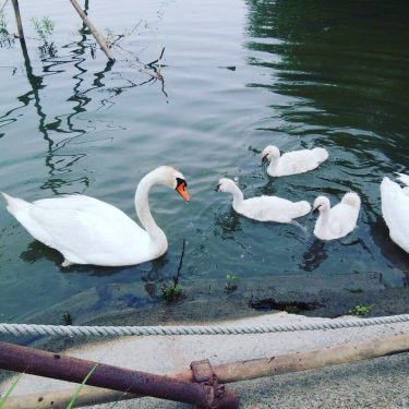 利根川（取手緑地運動公園）に白鳥親子が！？