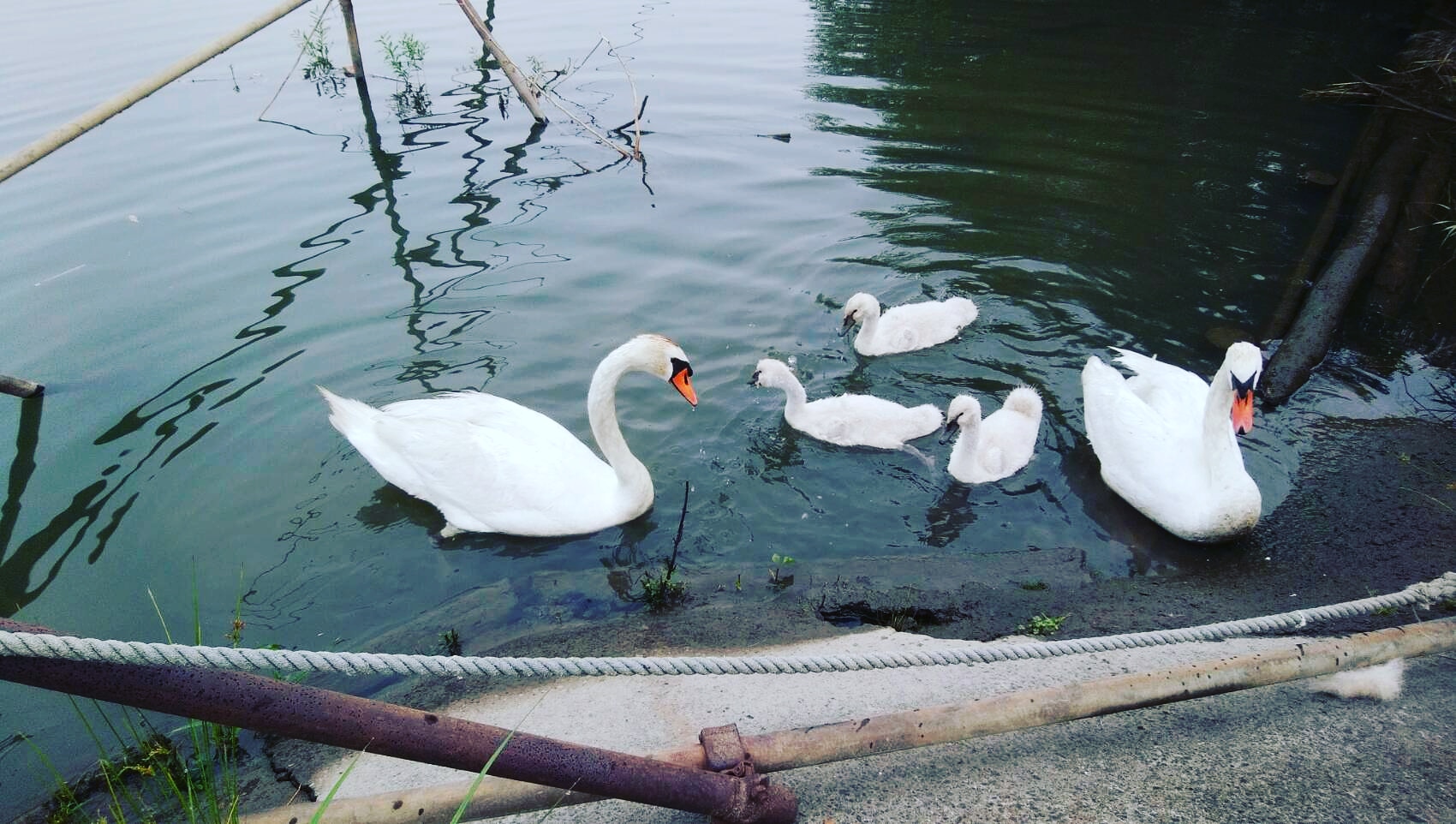 利根川 取手緑地運動公園 に白鳥親子が ほどよく絶妙とりで