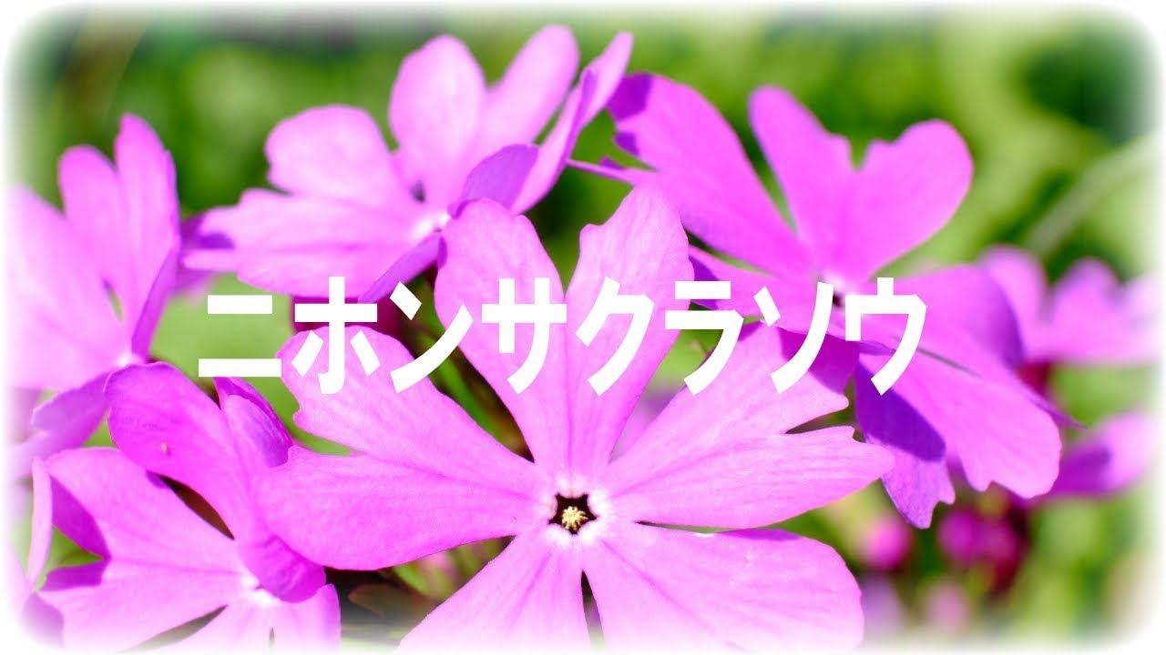 春の河川敷に咲く花々 ニホンサクラソウ ほどよく絶妙とりで