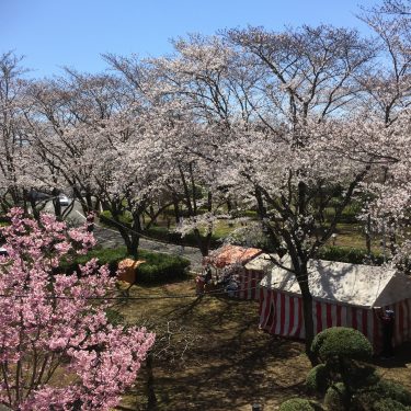 さくら荘でお花見