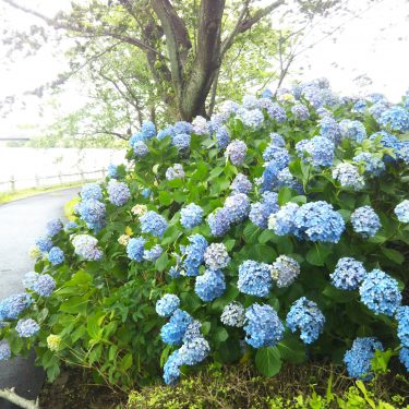 岡堰水神岬公園の紫陽花もそろそろ見納め