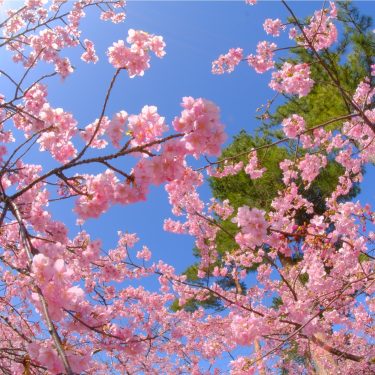 満開の河津桜（令和3年3月3日）