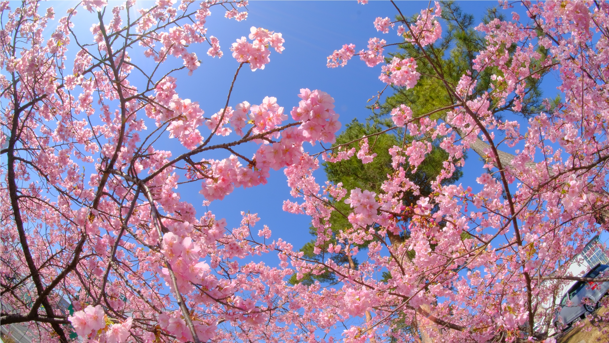 満開の河津桜（令和3年3月3日）