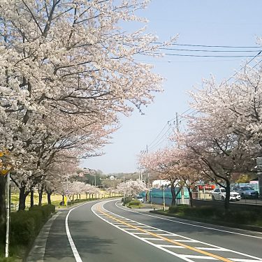 「取手市の巨木と名木」シリーズNo.2