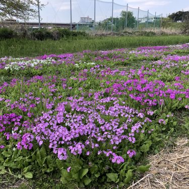 利根川河川敷に群生するニホンサクラソウ