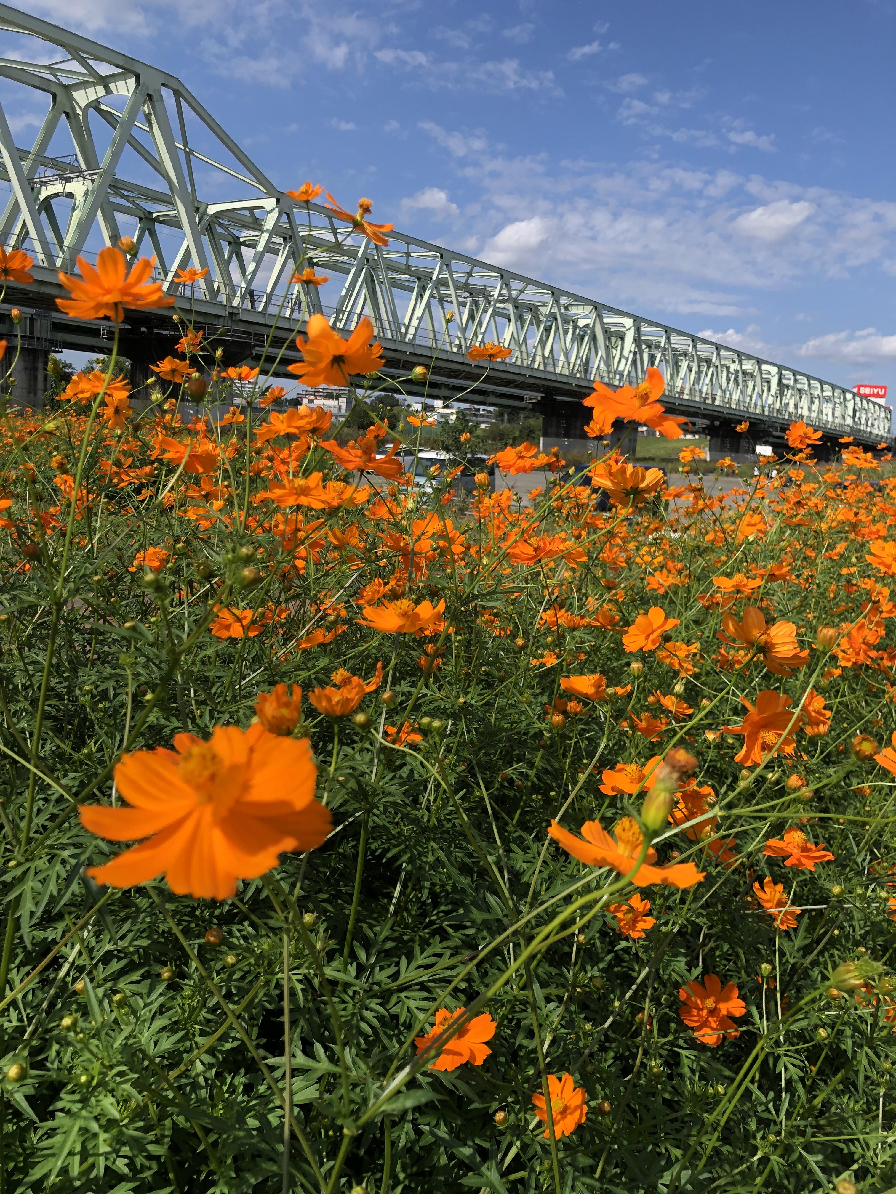 大利根橋の下に咲くオレンジ色のコスモス ほどよく絶妙とりで
