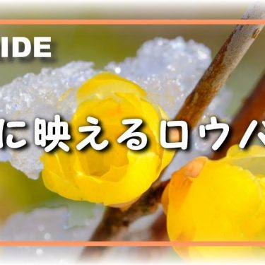 1月6日：取手市に大雪警報発令される