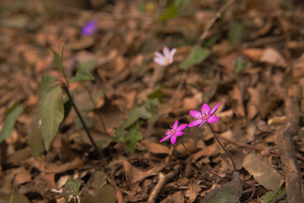 FHT32EX-NF3 32Wユキ@フォロワー割/コメント割　 楽天市場】2分割式FRPボート Exect EX250FRP 免許不要 2馬力対応 小型