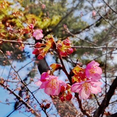 ちょっと早いけど桜？？