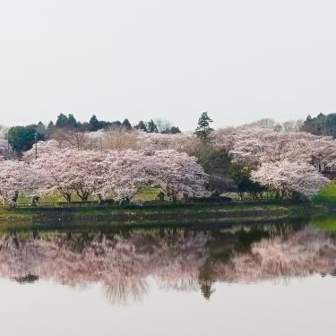 「春爛漫！桜満開！！」