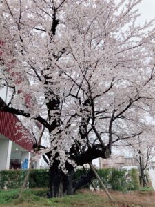 ウェルネスプラザの桜の木