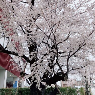 ウェルネスプラザの桜の木