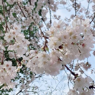 子供たちと見る桜