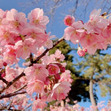 春のかおり