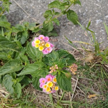 路傍に咲く可憐な花