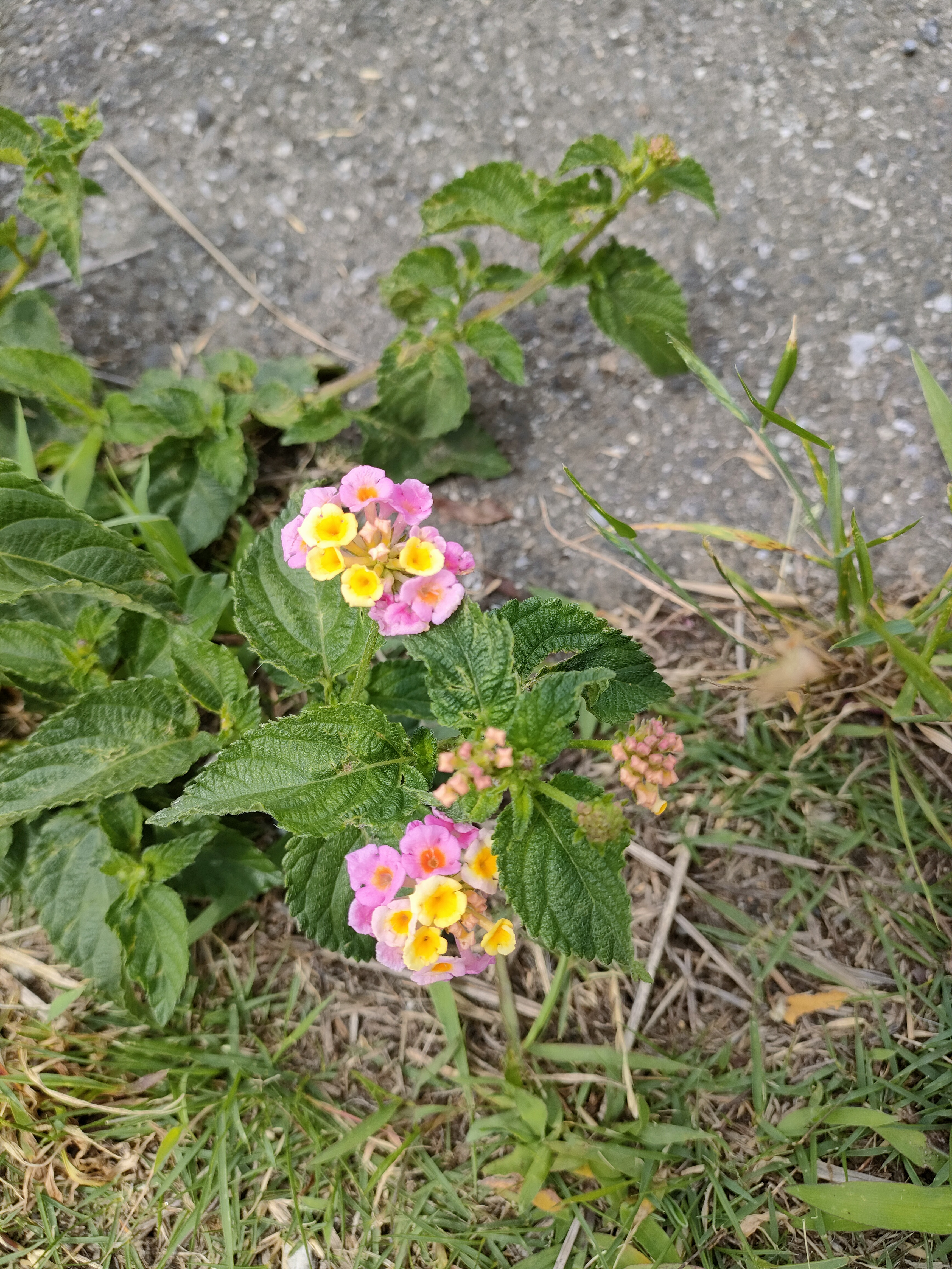 路傍に咲く可憐な花