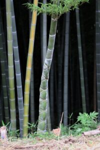 取手で珍しい“竹”発見⁉