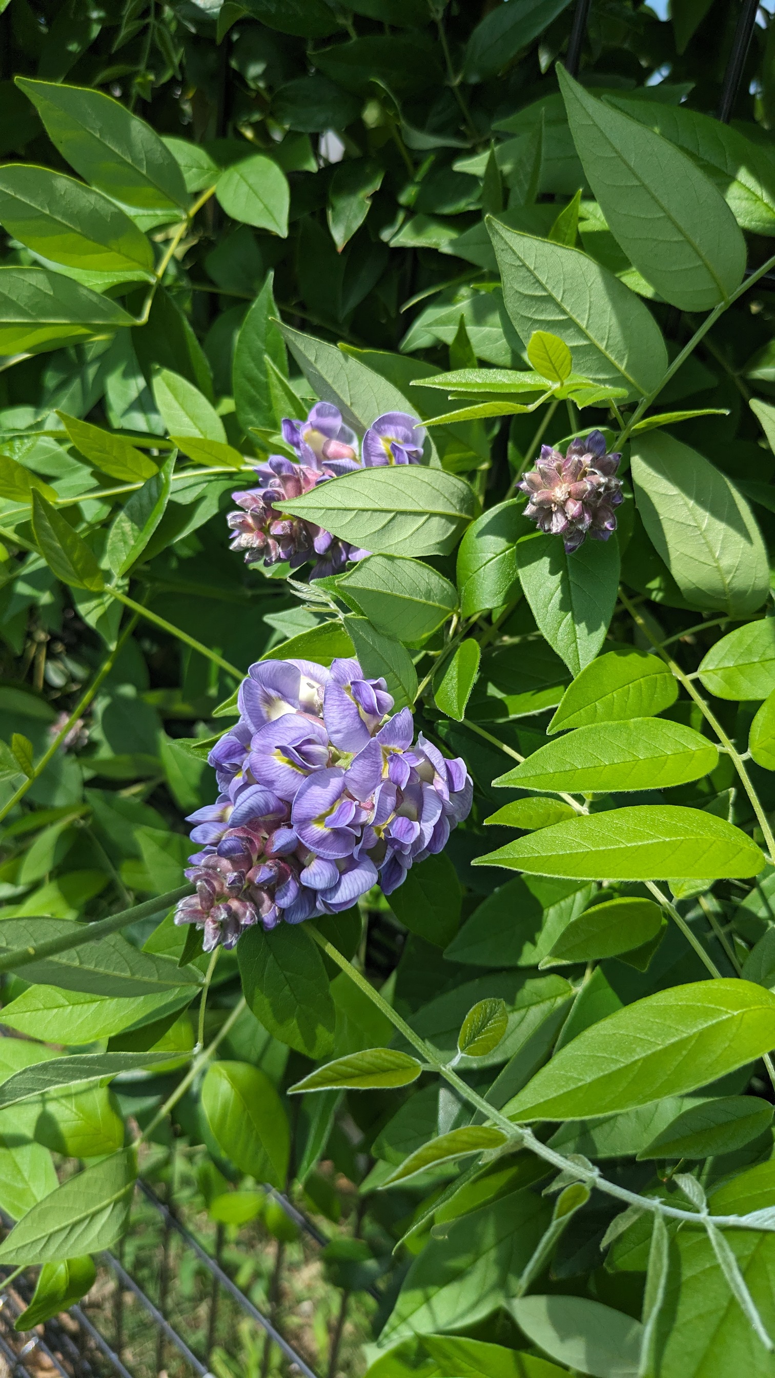 藤の花