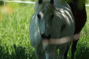 ポニーの家のお馬さん