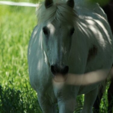 ポニーの家のお馬さん