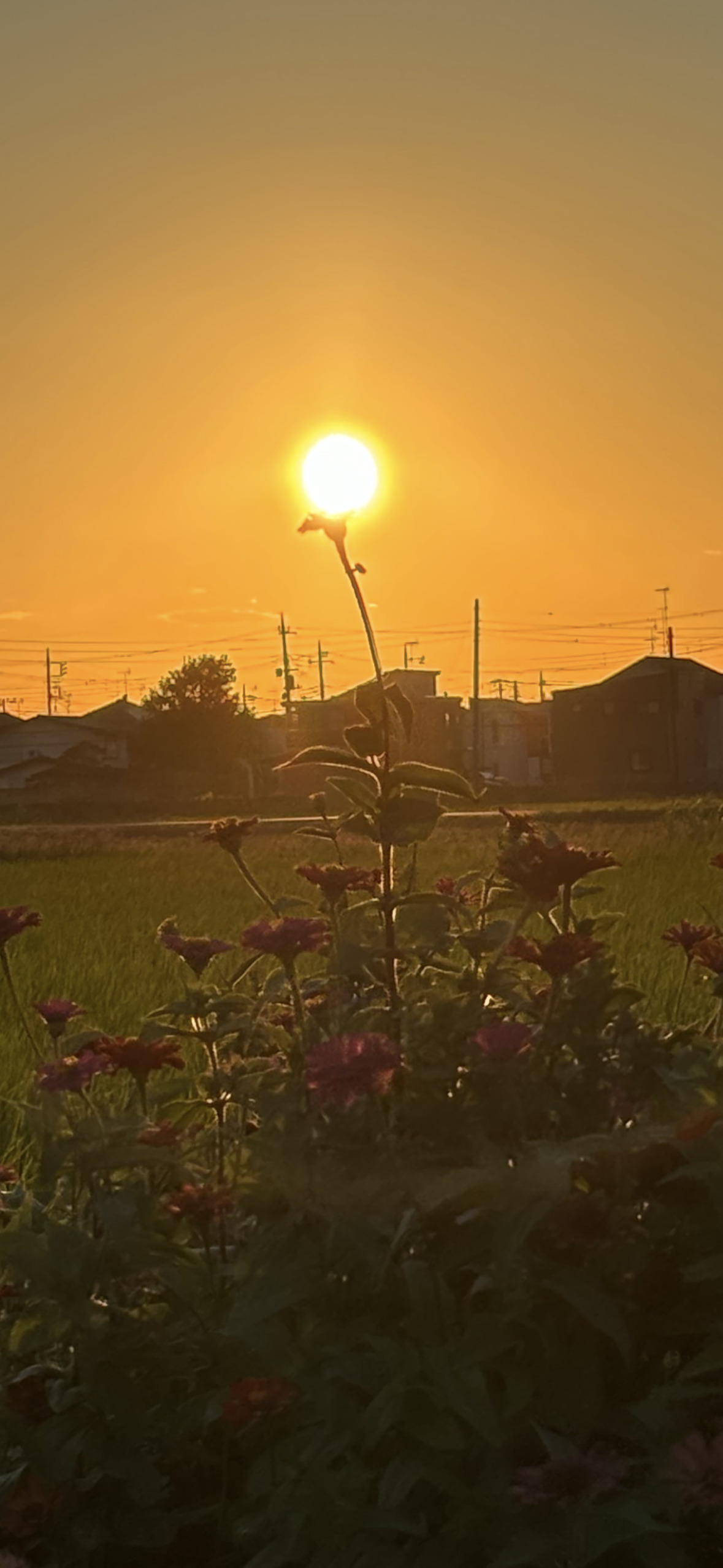 オレンジ色の夕日