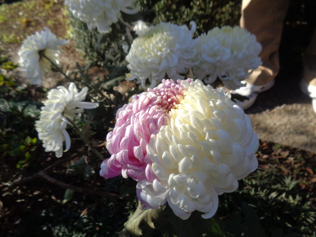 驚きの菊！ – ほどよく絶妙とりで