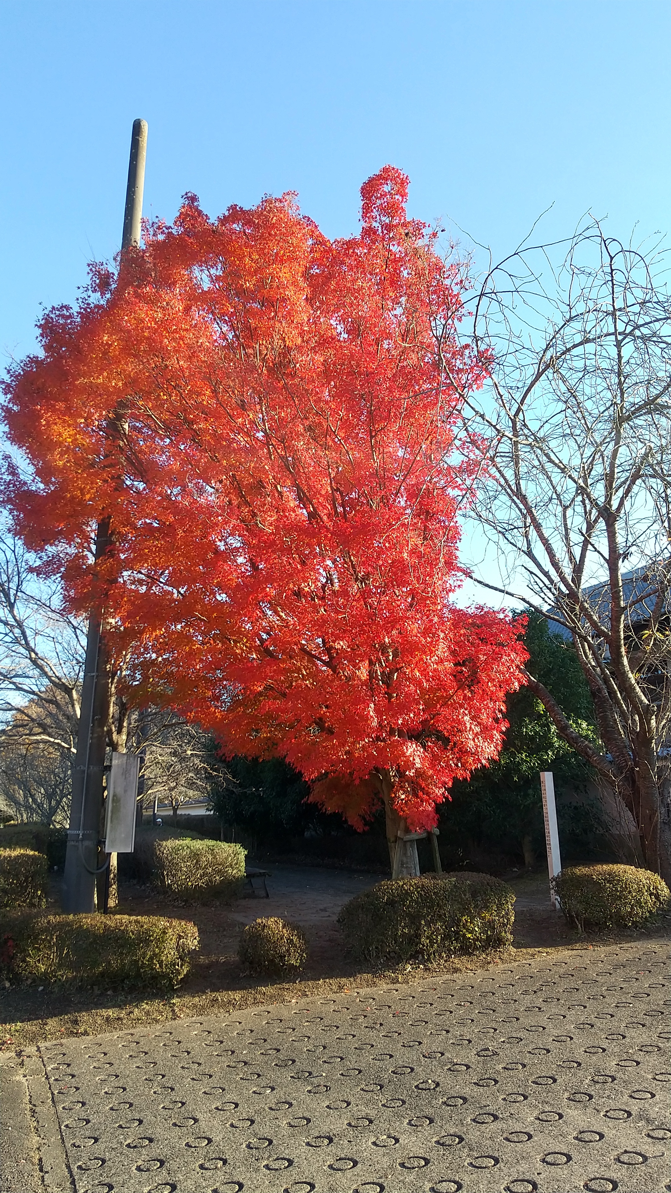 紅葉🍁