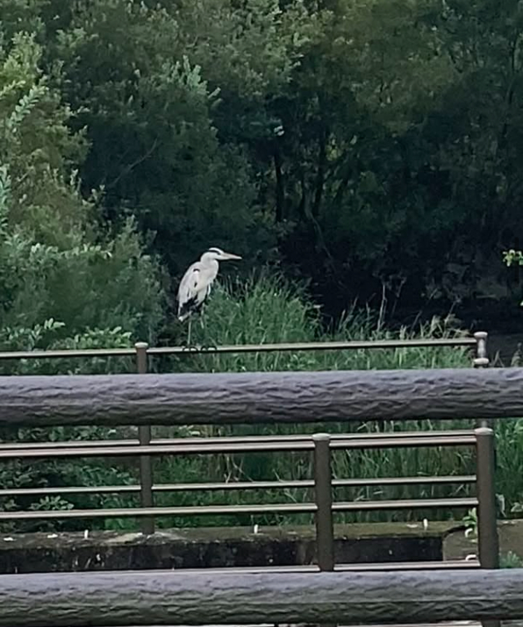 鳥に出会える取手