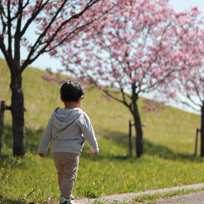 桜がきれいでした🌸