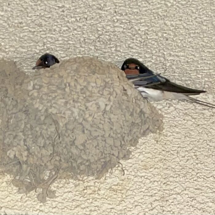 ツバメ宿泊中