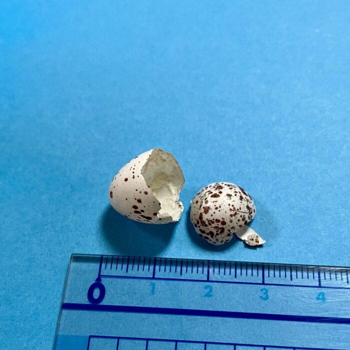 ツバメ宿泊中〜その後、孵化⁈