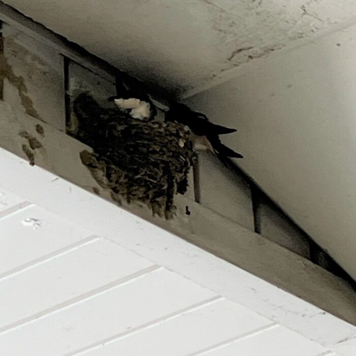 ツバメ邸新築中