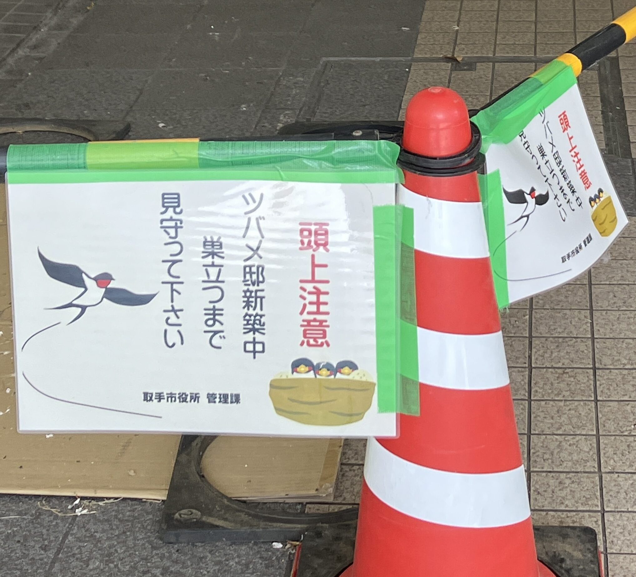 ツバメ邸新築中