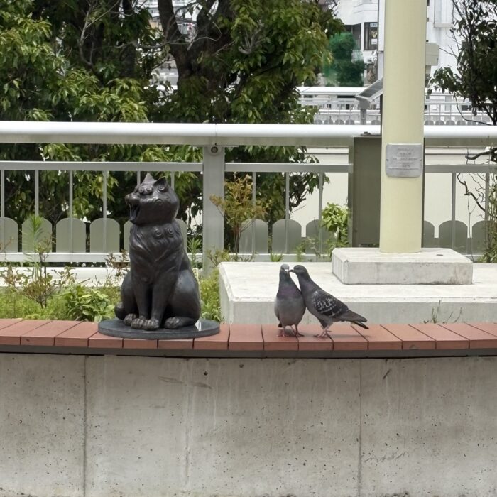 猫と鳩