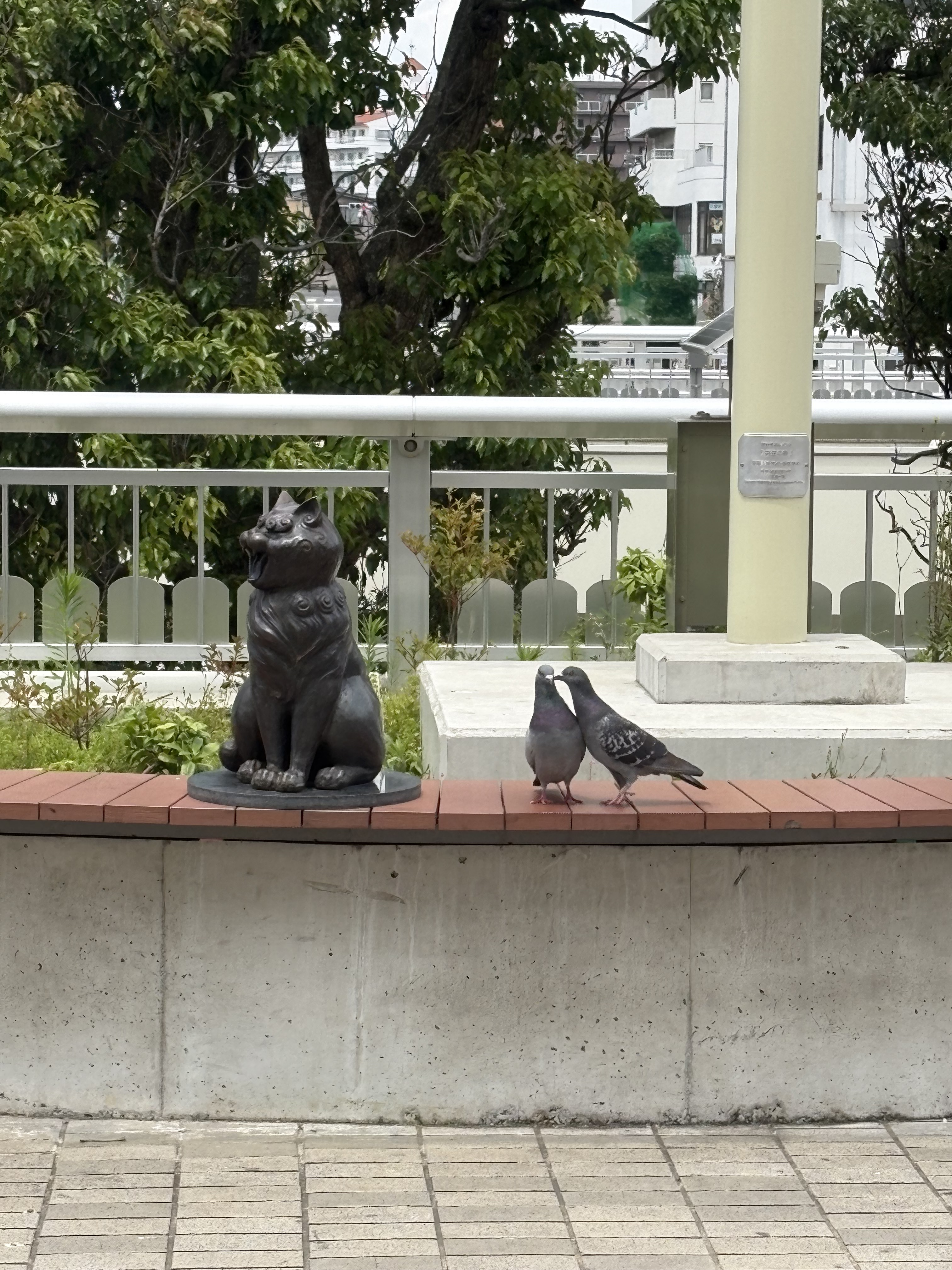 猫と鳩