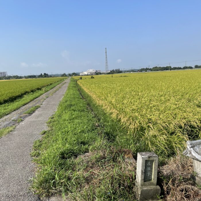 そろそろ稲刈り