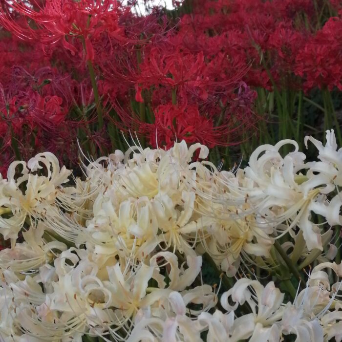 曼珠沙華（マンジュシャゲ）