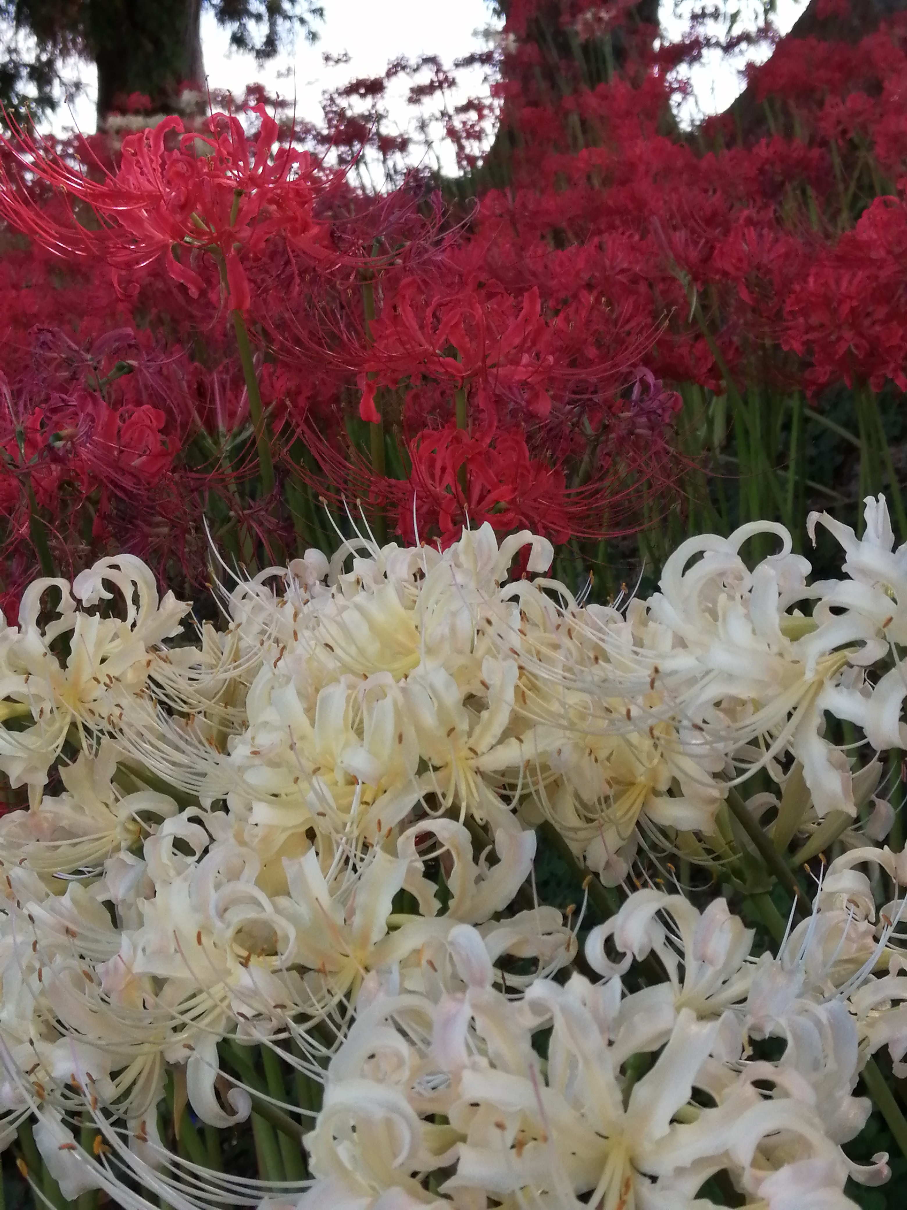 曼珠沙華（マンジュシャゲ）