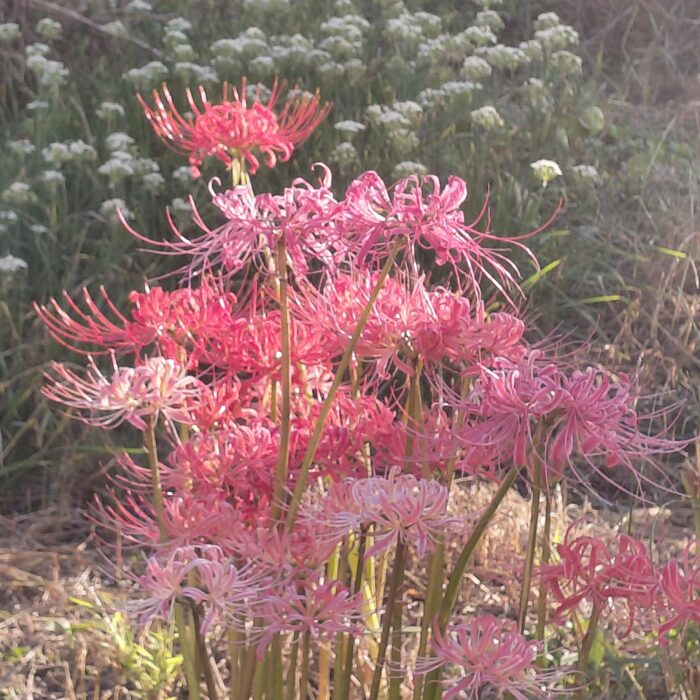 曼珠沙華