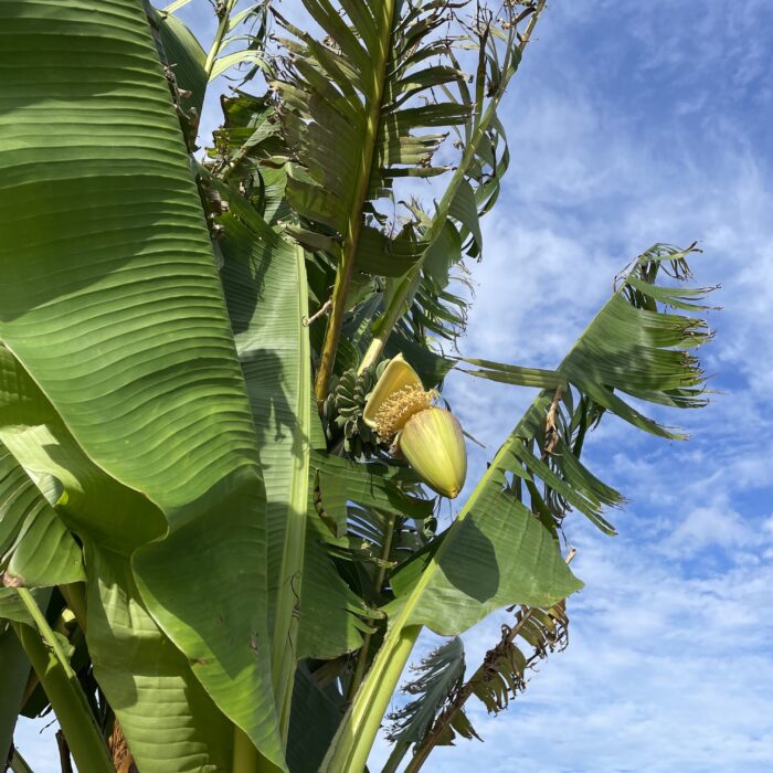 えっ、バナナ？