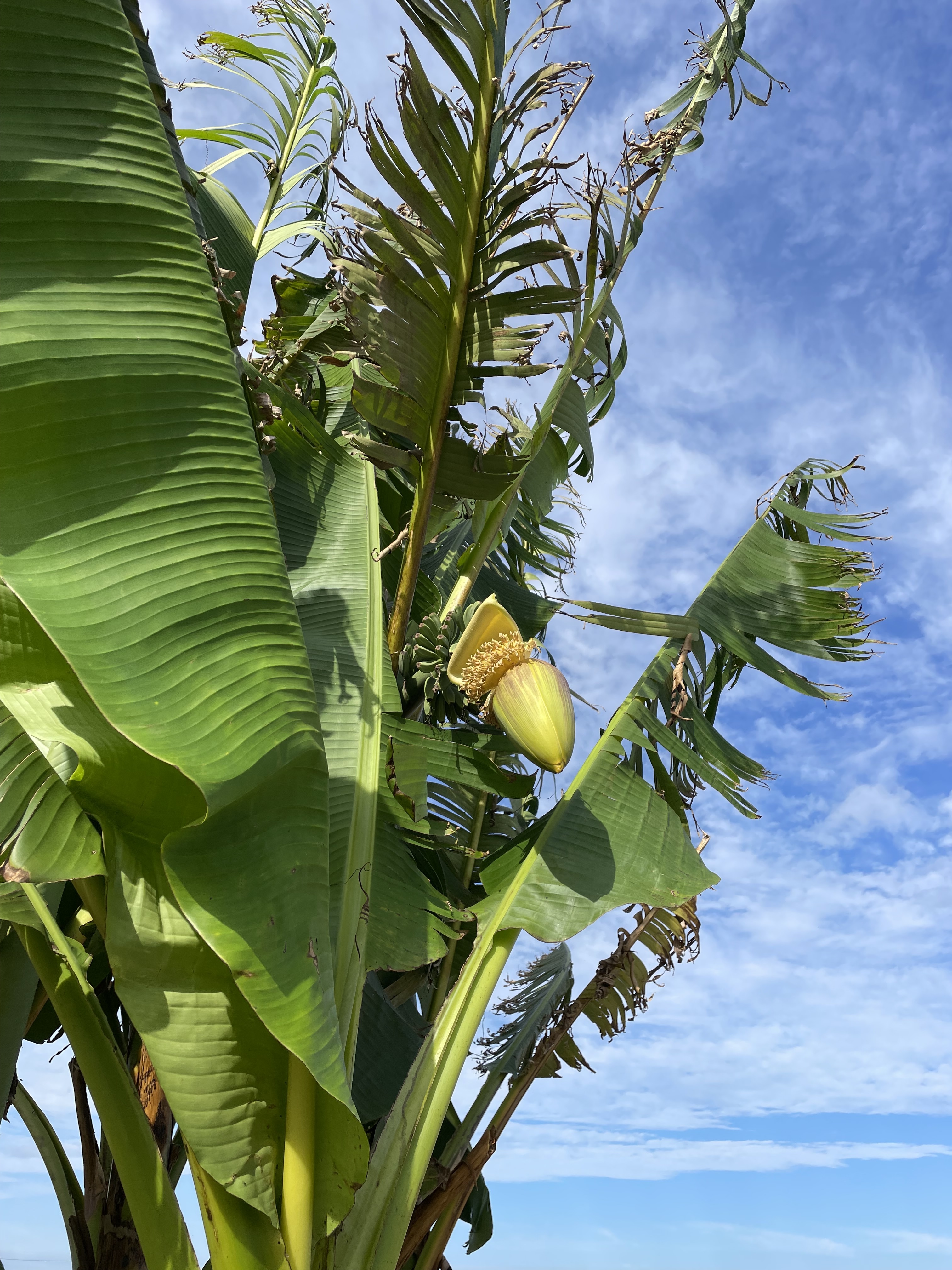 えっ、バナナ？