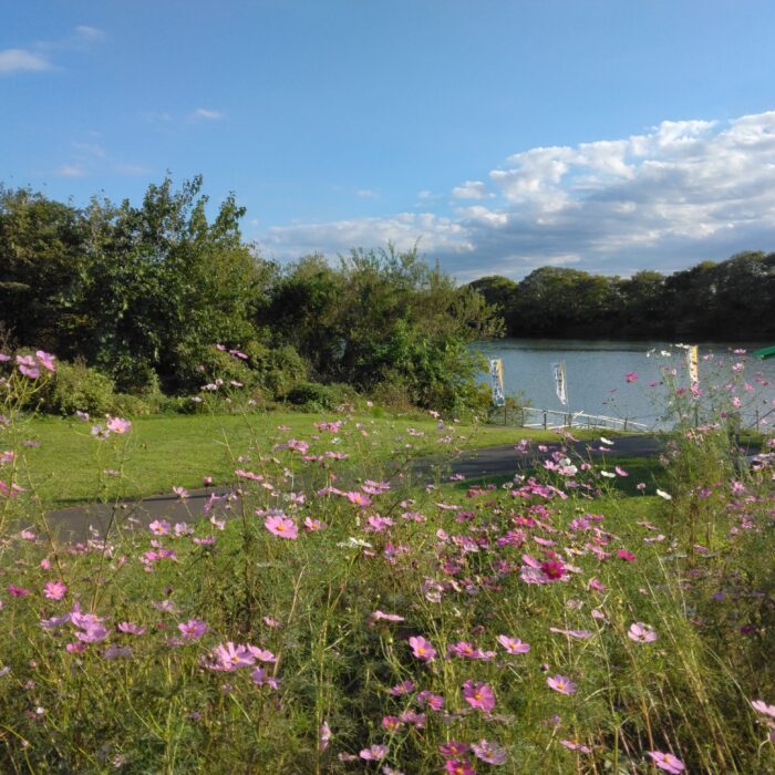 コスモス咲く小堀の渡し