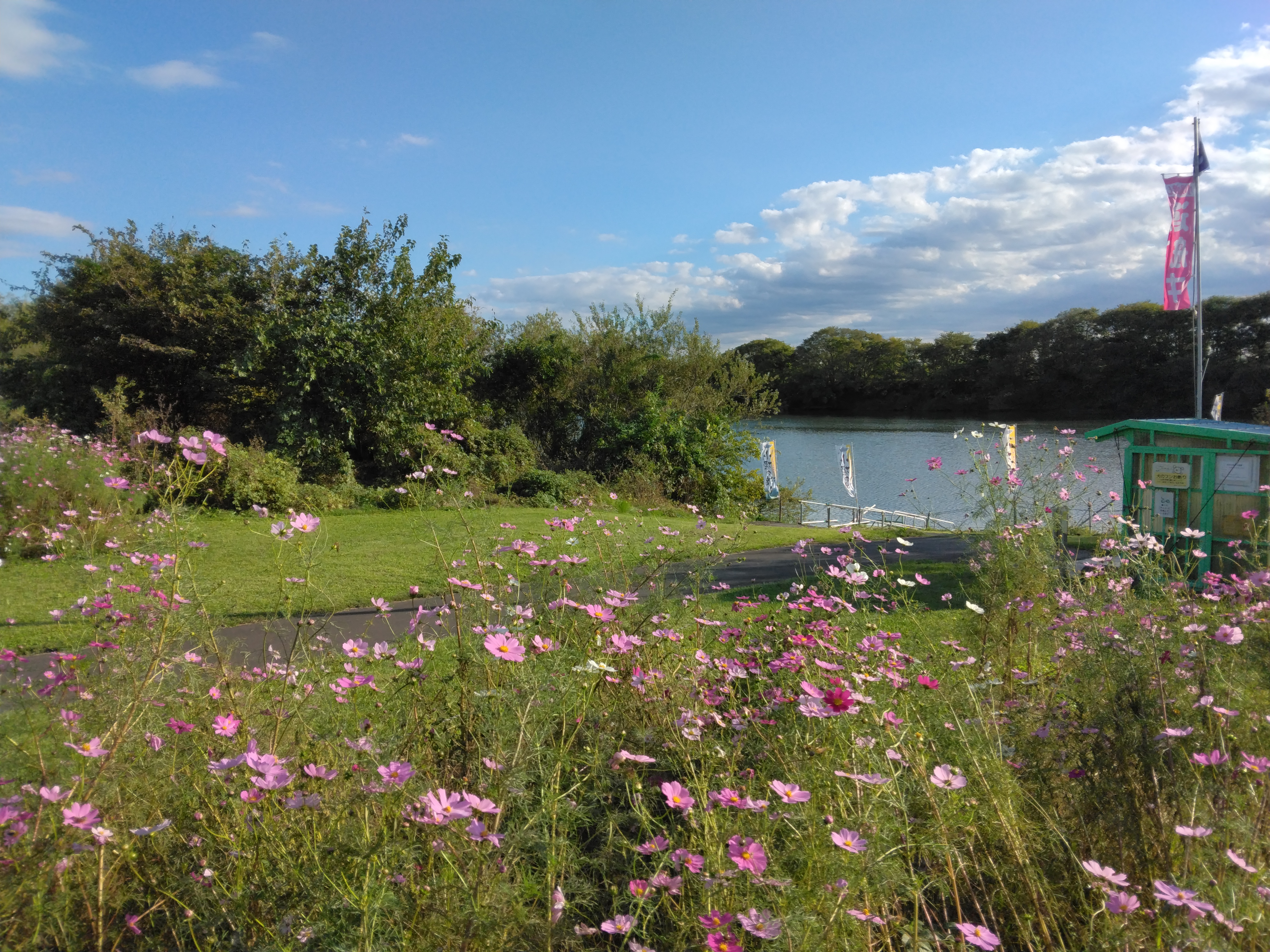 コスモス咲く小堀の渡し